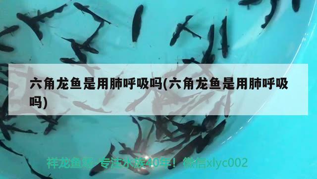 六角龍魚是用肺呼吸嗎(六角龍魚是用肺呼吸嗎) 財(cái)神鸚鵡魚