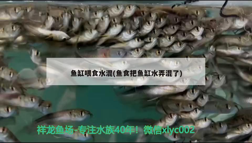 魚缸喂食水混(魚食把魚缸水弄混了)