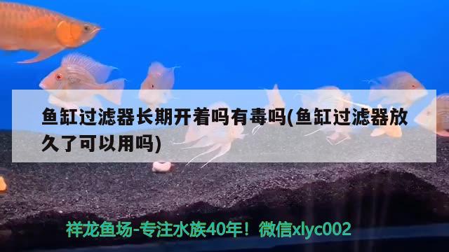 精品龍魚圖片欣賞圖 精品龍魚圖片欣賞圖大全 武吉美拉金龍魚 第1張