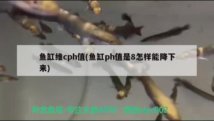 魚缸維cph值(魚缸ph值是8怎樣能降下來(lái)) 祥龍進(jìn)口元寶鳳凰魚