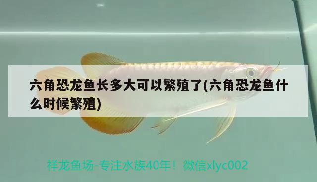 六角恐龍魚長多大可以繁殖了(六角恐龍魚什么時候繁殖)