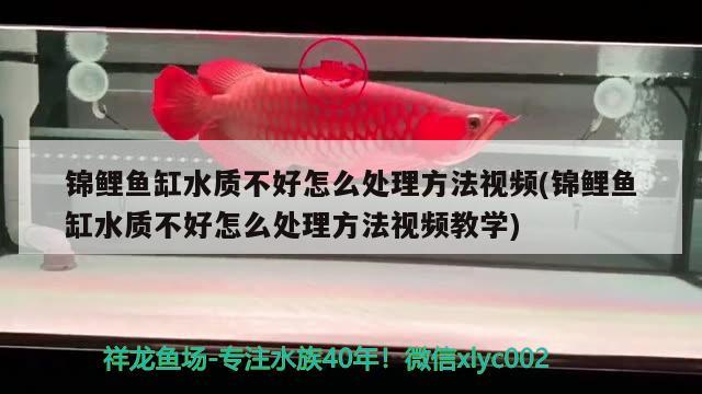 錦鯉魚缸水質(zhì)不好怎么處理方法視頻(錦鯉魚缸水質(zhì)不好怎么處理方法視頻教學(xué)) 藍(lán)底過背金龍魚