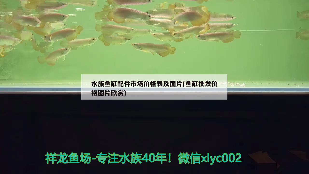 虎魚會(huì)不會(huì)餓死？ 虎魚百科 第1張