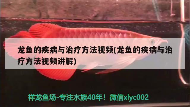 龍魚的疾病與治療方法視頻(龍魚的疾病與治療方法視頻講解) 黃金鴨嘴魚