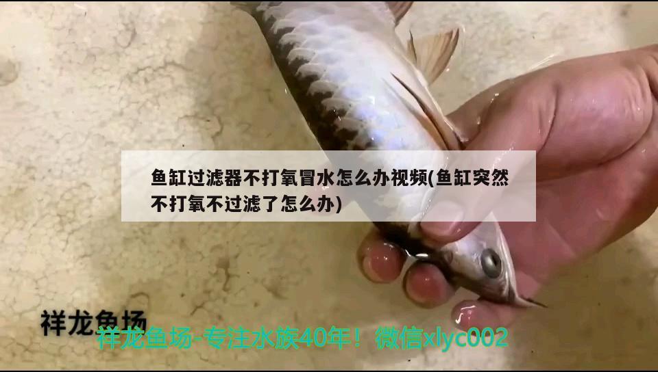 魚缸過(guò)濾器不打氧冒水怎么辦視頻(魚缸突然不打氧不過(guò)濾了怎么辦) 魚糧魚藥