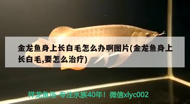 金龍魚身上長白毛怎么辦啊圖片(金龍魚身上長白毛,要怎么治療) 廣州祥龍國際水族貿(mào)易