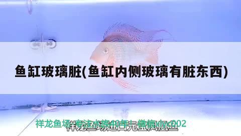 魚缸玻璃臟(魚缸內側玻璃有臟東西)