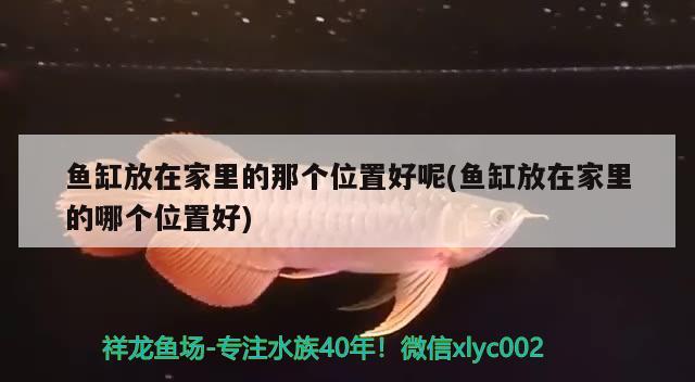 魚缸放在家里的那個(gè)位置好呢(魚缸放在家里的哪個(gè)位置好)