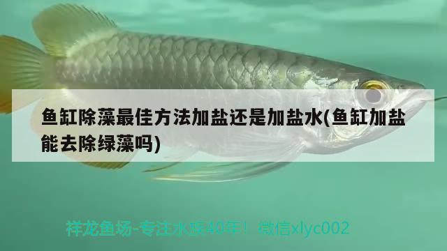 魚(yú)缸除藻最佳方法加鹽還是加鹽水(魚(yú)缸加鹽能去除綠藻嗎) 印尼虎苗