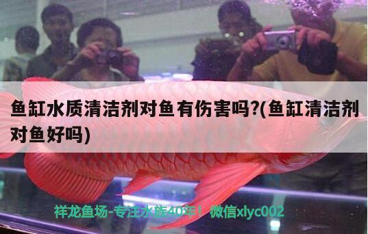 魚缸水質清潔劑對魚有傷害嗎?(魚缸清潔劑對魚好嗎) 魚缸風水