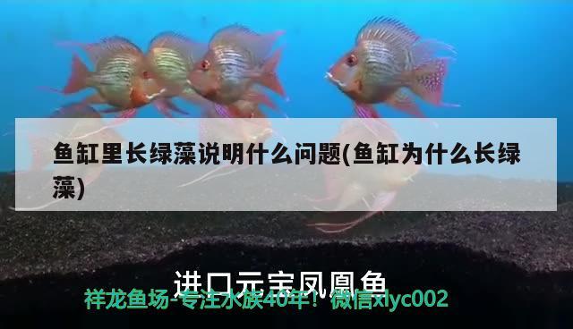 魚缸里長綠藻說明什么問題(魚缸為什么長綠藻) 帝王迷宮魚