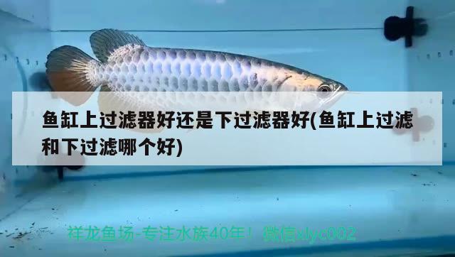 魚缸上過濾器好還是下過濾器好(魚缸上過濾和下過濾哪個好)