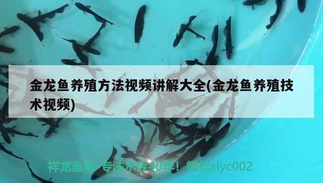 金龍魚養(yǎng)殖方法視頻講解大全(金龍魚養(yǎng)殖技術(shù)視頻) 祥龍龍魚魚糧