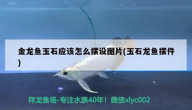 金龍魚玉石應(yīng)該怎么擺設(shè)圖片(玉石龍魚擺件)