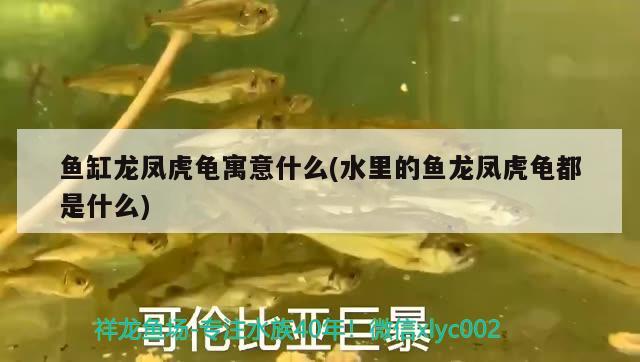 魚缸龍鳳虎龜寓意什么(水里的魚龍鳳虎龜都是什么)