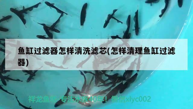 魚缸過濾器怎樣清洗濾芯(怎樣清理魚缸過濾器) 三間鼠魚