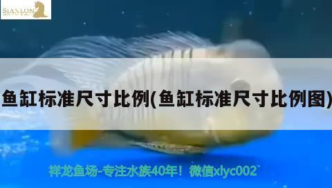 魚缸標準尺寸比例(魚缸標準尺寸比例圖)