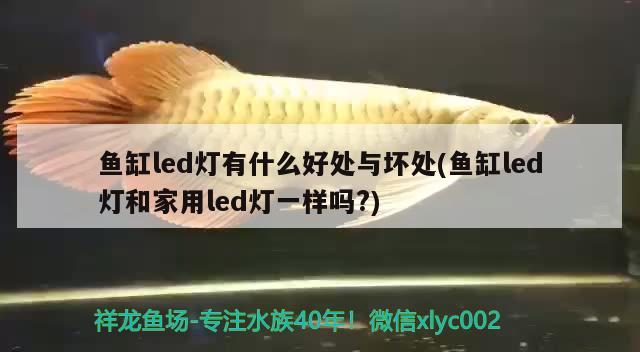 魚缸led燈有什么好處與壞處(魚缸led燈和家用led燈一樣嗎?) 紅魔王銀版魚