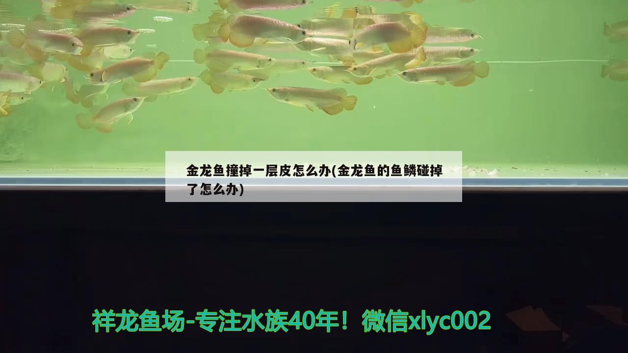 金龍魚撞掉一層皮怎么辦(金龍魚的魚鱗碰掉了怎么辦) 蝴蝶鯉魚苗