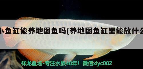 龍魚虎魚混養(yǎng)視頻播放大全（龍魚和虎魚混養(yǎng)視頻） 暹羅巨鯉