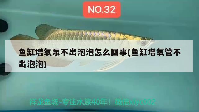 魚(yú)缸增氧泵不出泡泡怎么回事(魚(yú)缸增氧管不出泡泡) 藍(lán)帆三間魚(yú)