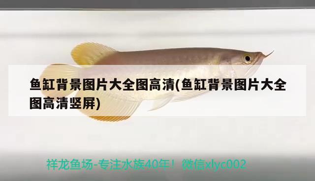 魚缸背景圖片大全圖高清(魚缸背景圖片大全圖高清豎屏)