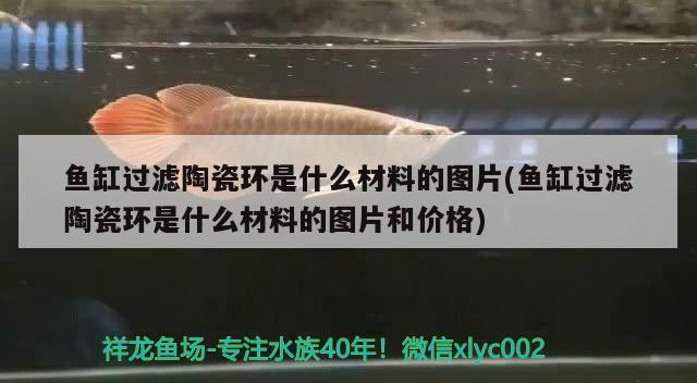 可愛(ài)的小魚魚哈哈 泰國(guó)雪鯽魚 第3張