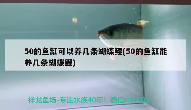 50的魚缸可以養(yǎng)幾條蝴蝶鯉(50的魚缸能養(yǎng)幾條蝴蝶鯉) 蝴蝶鯉