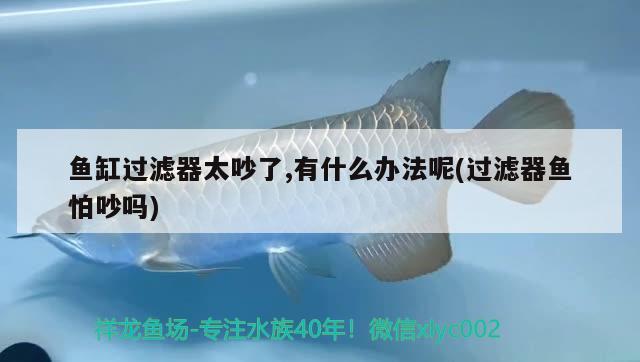 紅花孔雀慈鯛能長多大：慈鯛 孔雀 觀賞魚 第1張