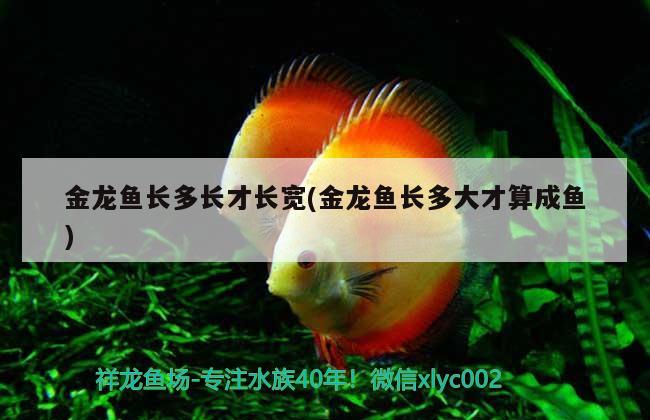 金龍魚長多長才長寬(金龍魚長多大才算成魚) 白子黃化銀龍魚