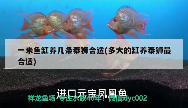 新手養(yǎng)銀龍魚入門技巧圖片(養(yǎng)銀龍魚的方法) 銀龍魚 第1張