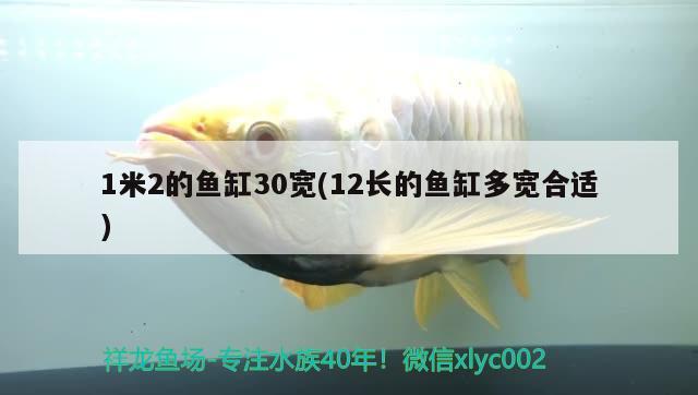 1米2的魚缸30寬(12長的魚缸多寬合適)