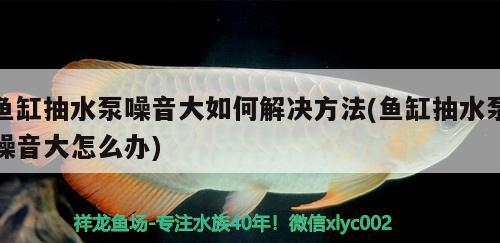 龍魚放沉木好嗎圖片(龍魚放沉木好嗎圖片欣賞) 羽毛刀魚苗 第1張