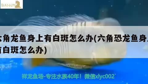 銀龍魚身上長白點(diǎn)用什么藥治療，銀龍魚身上長白點(diǎn)用什么藥治療好 銀龍魚 第2張