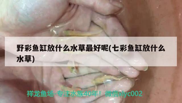 野彩魚缸放什么水草最好呢(七彩魚缸放什么水草) 野彩魚