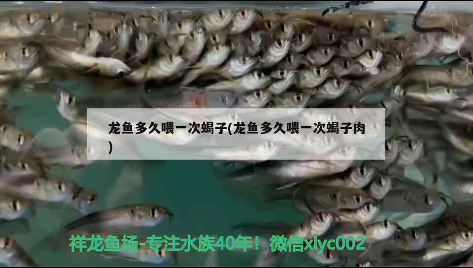 龍魚多久喂一次蝎子(龍魚多久喂一次蝎子肉) 銀古魚苗