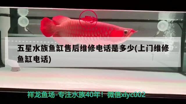 五星水族魚缸售后維修電話是多少(上門維修魚缸電話) 七紋巨鯉魚