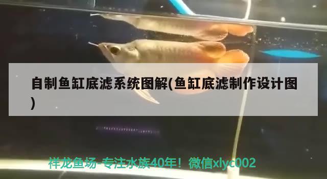 自制魚缸底濾系統(tǒng)圖解(魚缸底濾制作設計圖) 金老虎魚