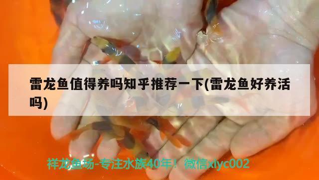 黑桃a魚吃什么飼料黑桃A魚（黑桃a魚吃什么飼料）(黑桃a魚不吃食)