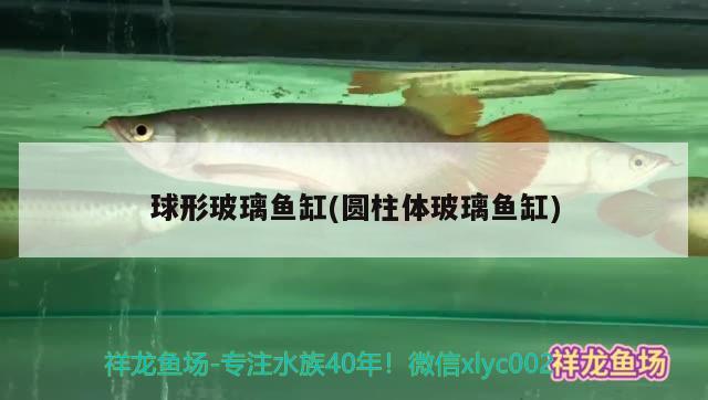 球形玻璃魚(yú)缸(圓柱體玻璃魚(yú)缸) 細(xì)線銀板魚(yú)苗