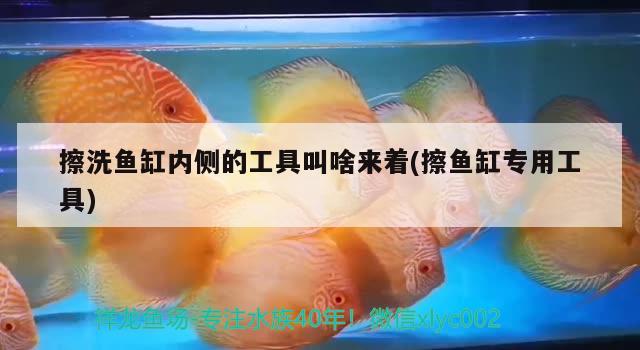 擦洗魚缸內(nèi)側(cè)的工具叫啥來著(擦魚缸專用工具) 養(yǎng)魚的好處