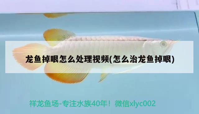 龍魚掉眼怎么處理視頻(怎么治龍魚掉眼) 泰國雪鯽魚