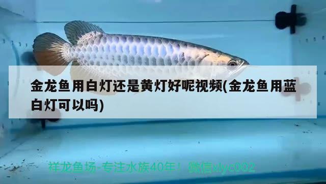 金龍魚用白燈還是黃燈好呢視頻(金龍魚用藍(lán)白燈可以嗎) 水族燈（魚缸燈）