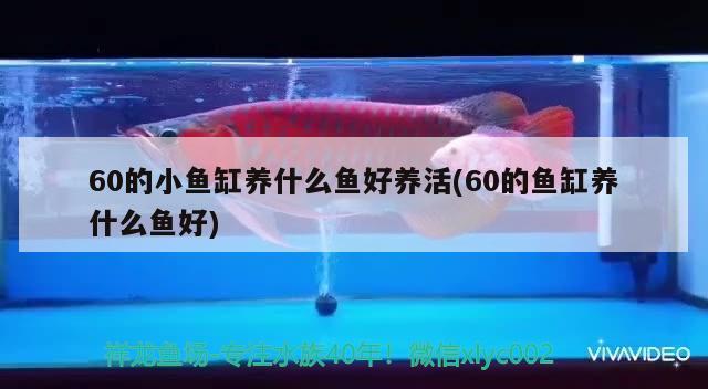 60的小魚缸養(yǎng)什么魚好養(yǎng)活(60的魚缸養(yǎng)什么魚好) 薩伊藍(lán)魚