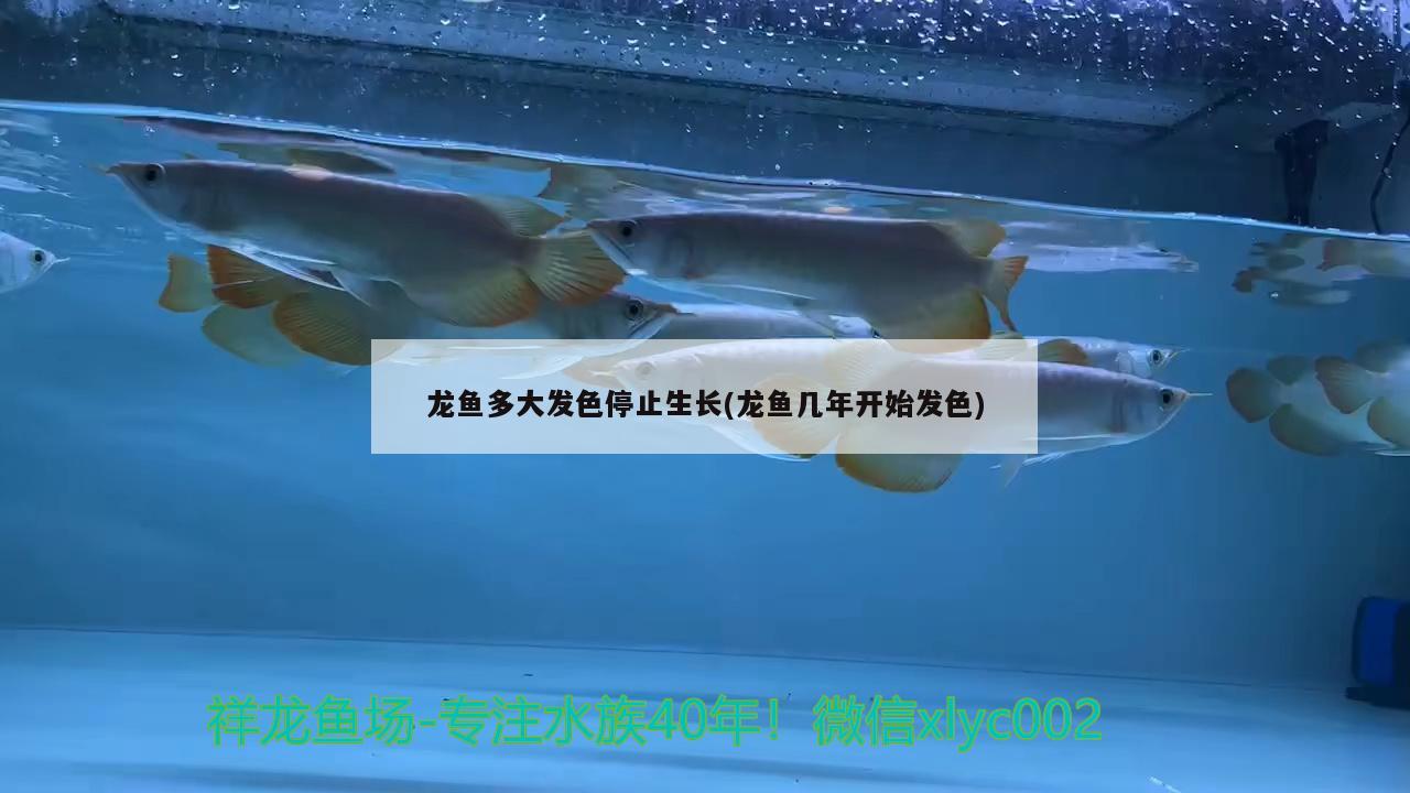 新魚(yú)入缸塔達(dá)過(guò)背金龍