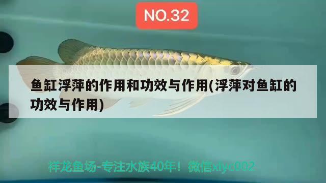 魚缸浮萍的作用和功效與作用(浮萍對魚缸的功效與作用)