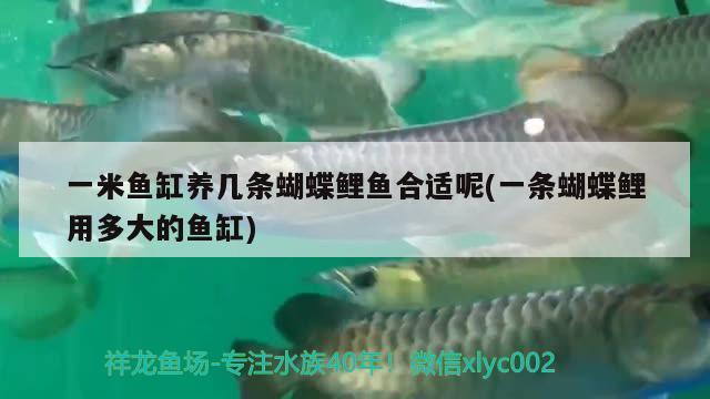 龍魚偏著游郁悶