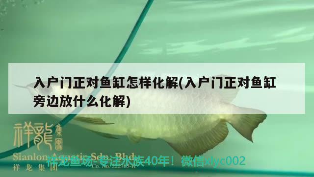 入戶門正對魚缸怎樣化解(入戶門正對魚缸旁邊放什么化解) 南美異型魚