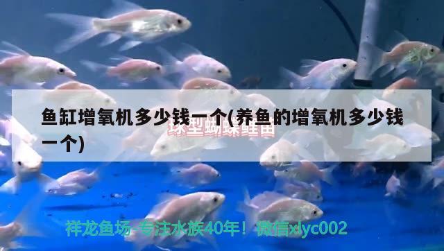 斗魚怎么養(yǎng) 斗魚好養(yǎng)嗎 斗魚混養(yǎng)，什么斗魚最好繁殖