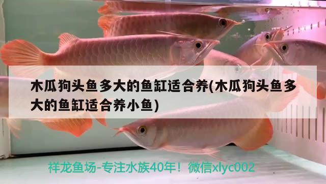 木瓜狗頭魚多大的魚缸適合養(yǎng)(木瓜狗頭魚多大的魚缸適合養(yǎng)小魚)